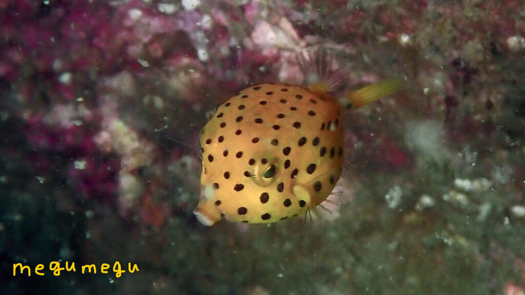 ミナミハコフグ幼魚