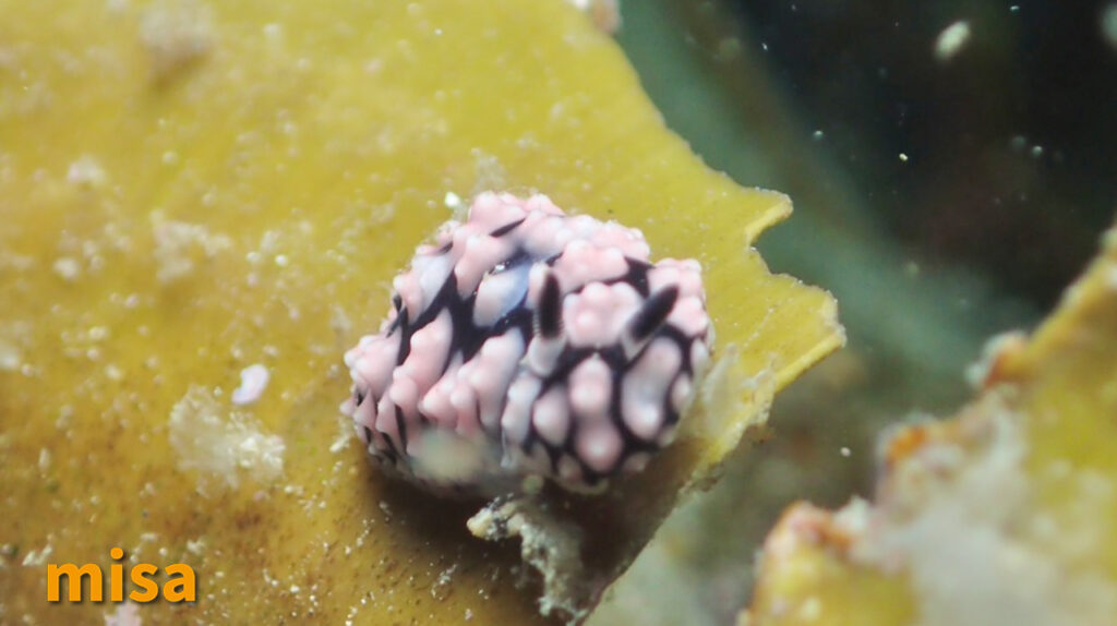 コイボウミウシ