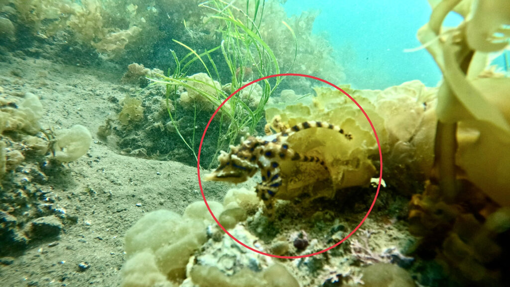 ヒョウモンダコ