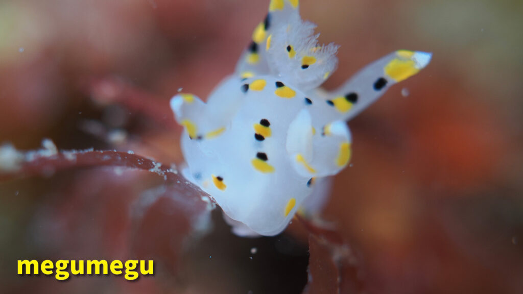 ミズタマウミウシ