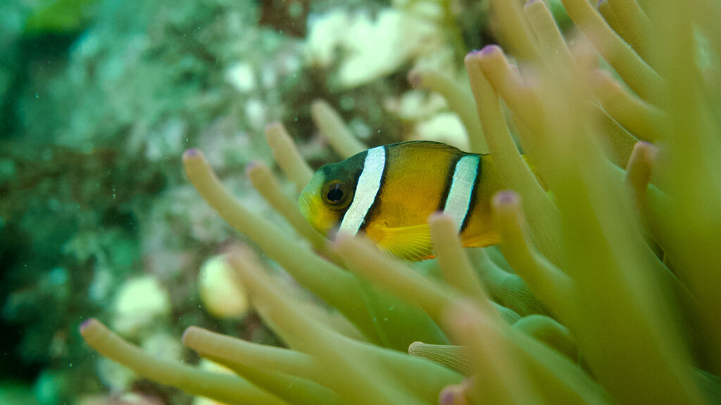 クマノミ