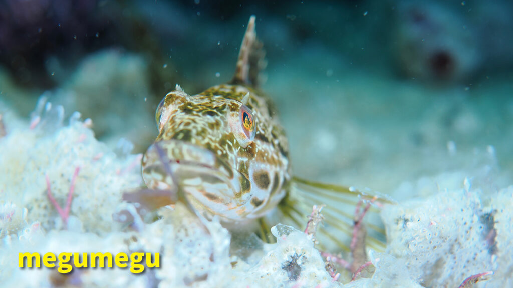 アサヒアナハゼ1