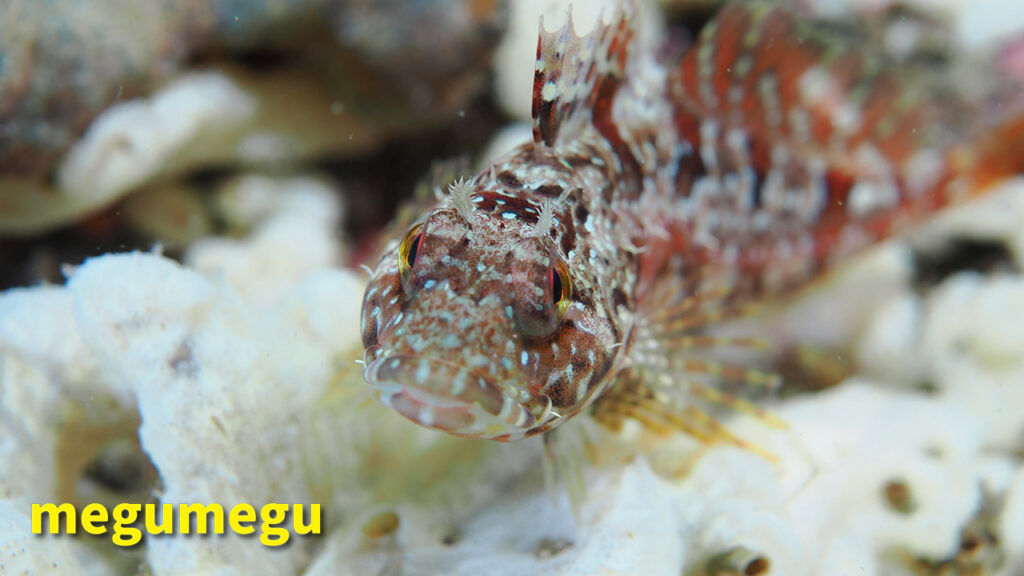 アサヒアナハゼ1