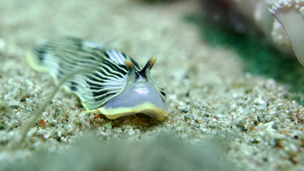 ホソハスエラウミウシ1