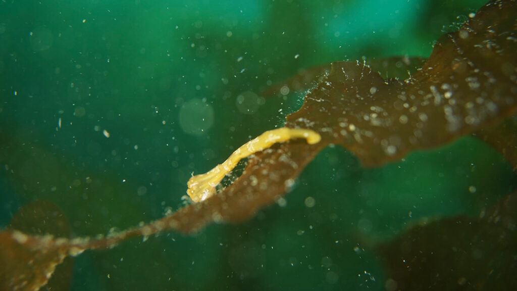 ムシクラゲ