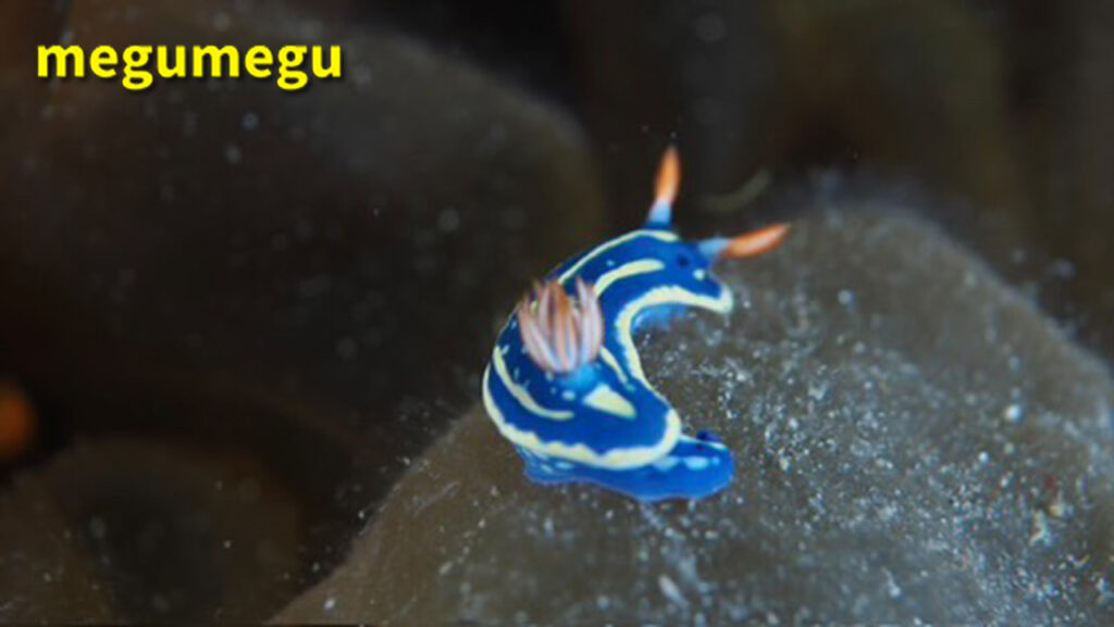 アオウミウシ2