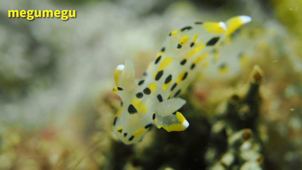ミズタマウミウシ2