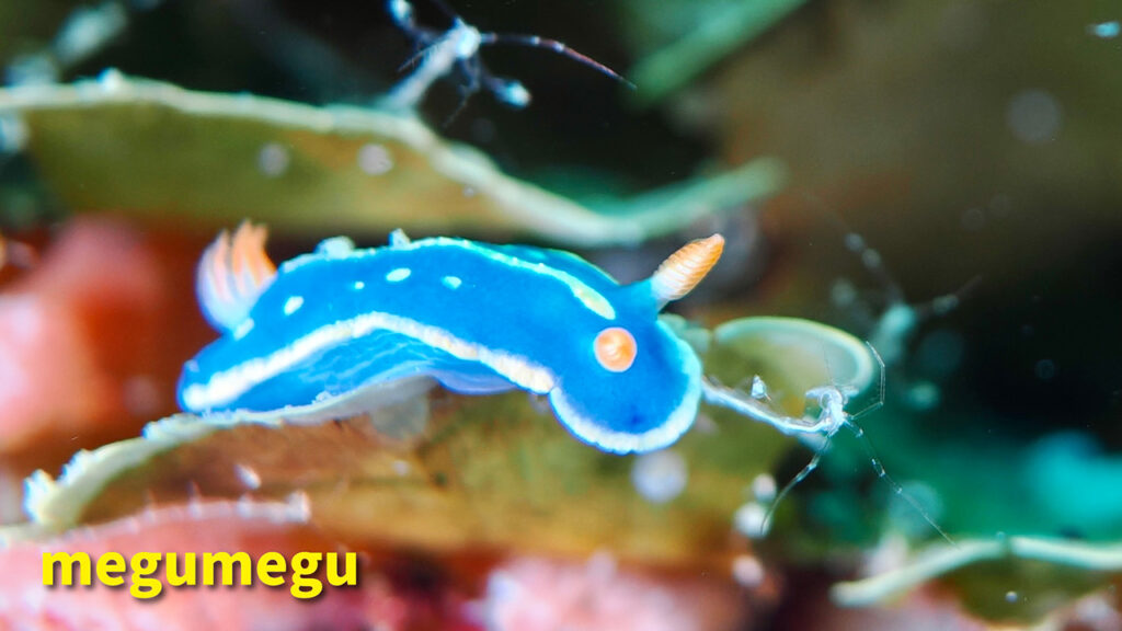 アオウミウシ2