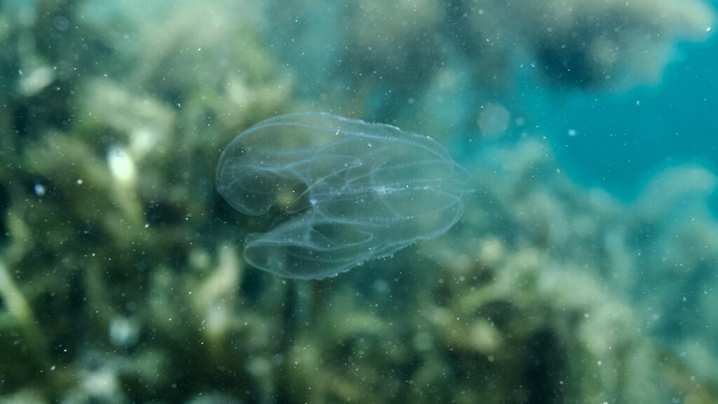 カブトクラゲ