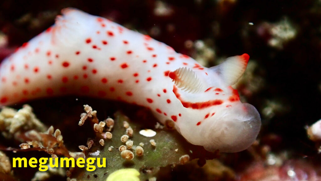 アカボシウミウシ