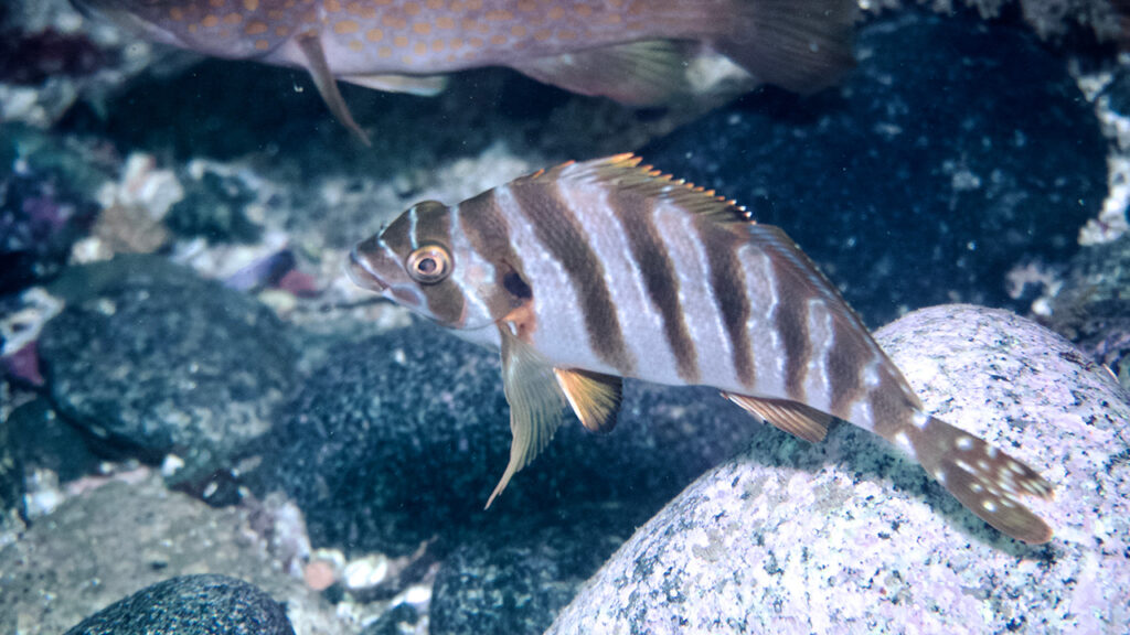 タカノハダイ