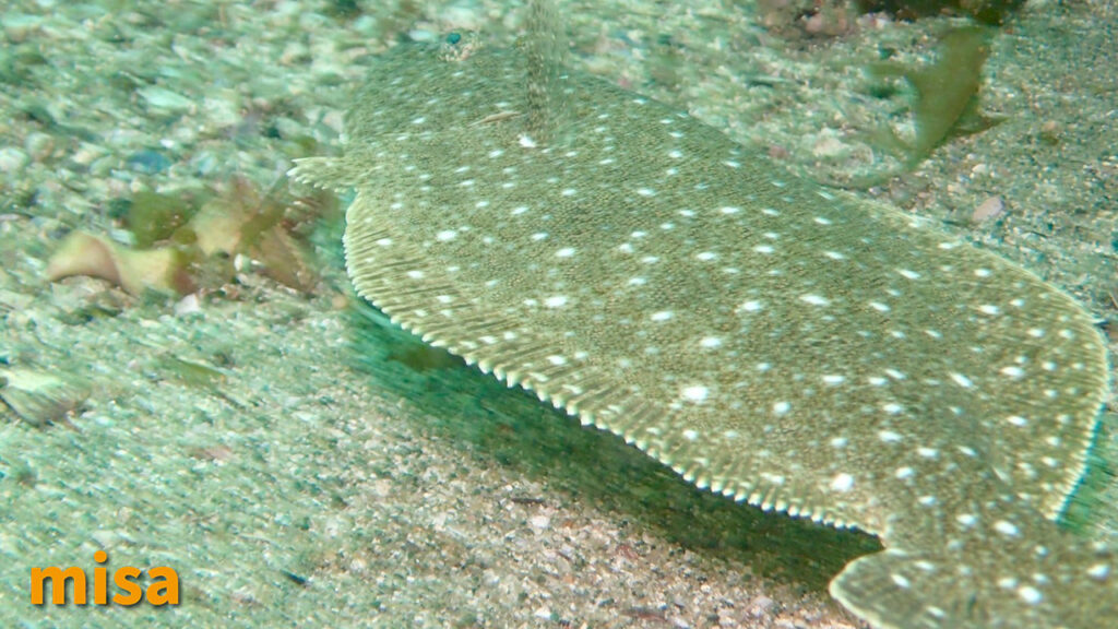 ヒラメ