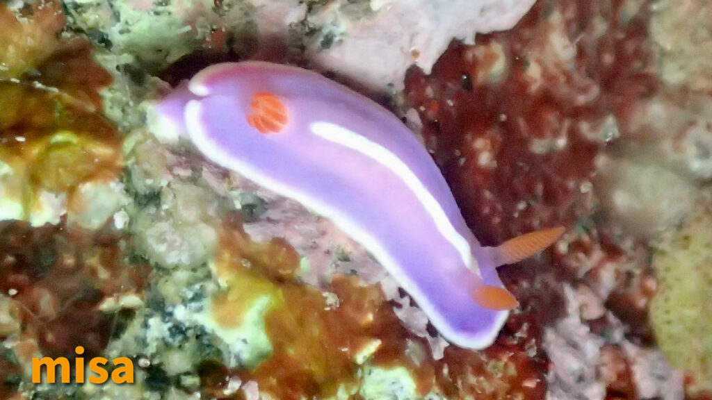 フジイロウミウシ