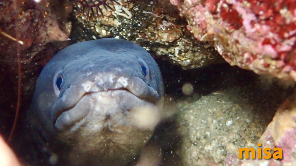 ウナギ