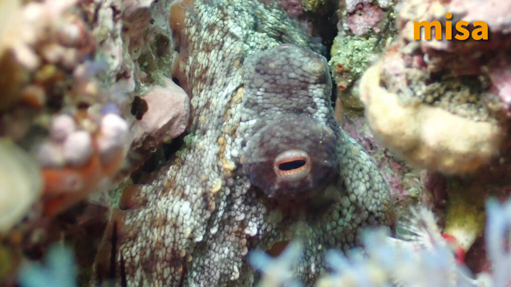 タコ