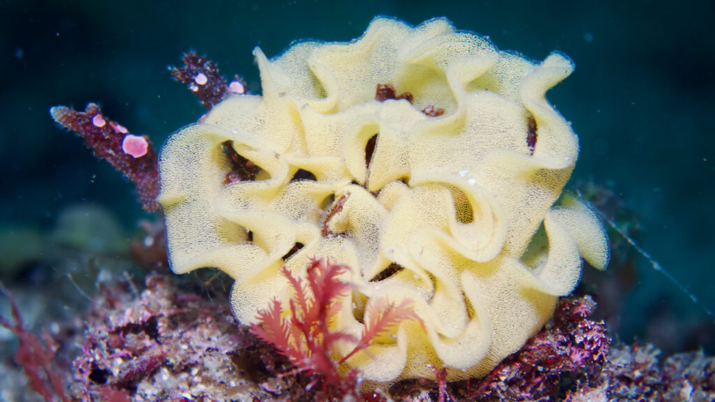 ウミウシの卵