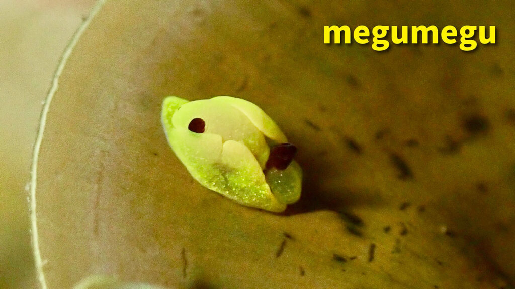 キイロウミコチョウ