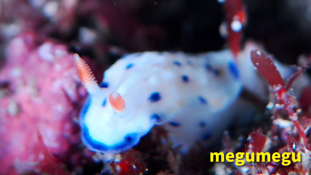 サガミイロウミウシ1