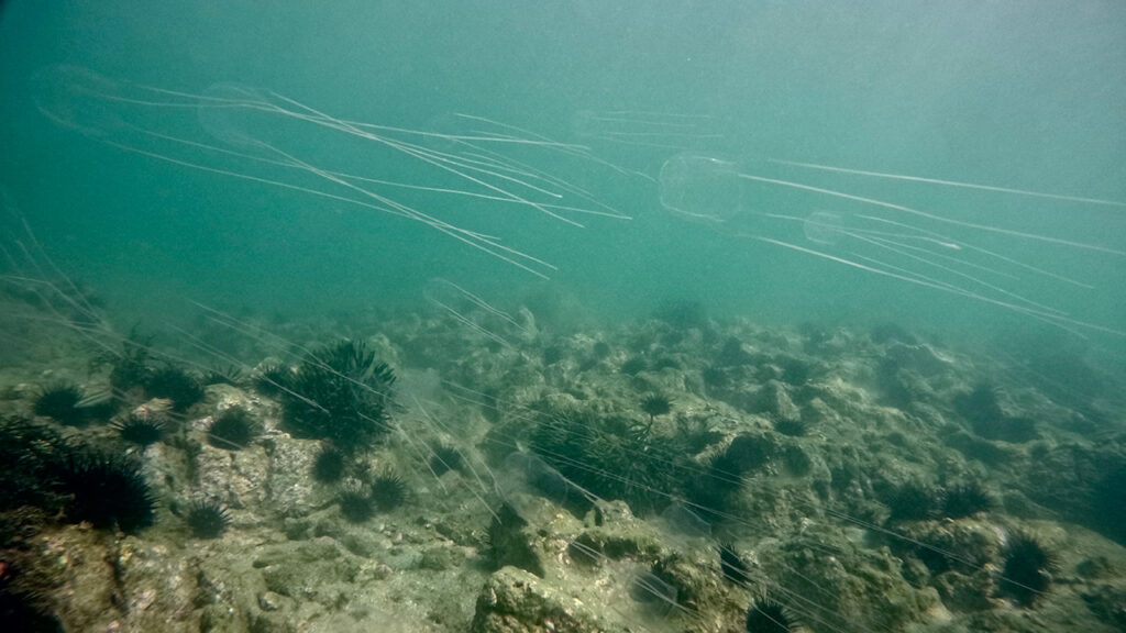 アンドンクラゲ