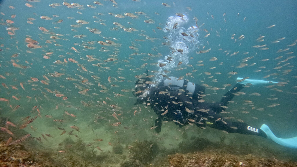 ネンブツダイ